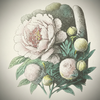 Peony Botanical Background Image